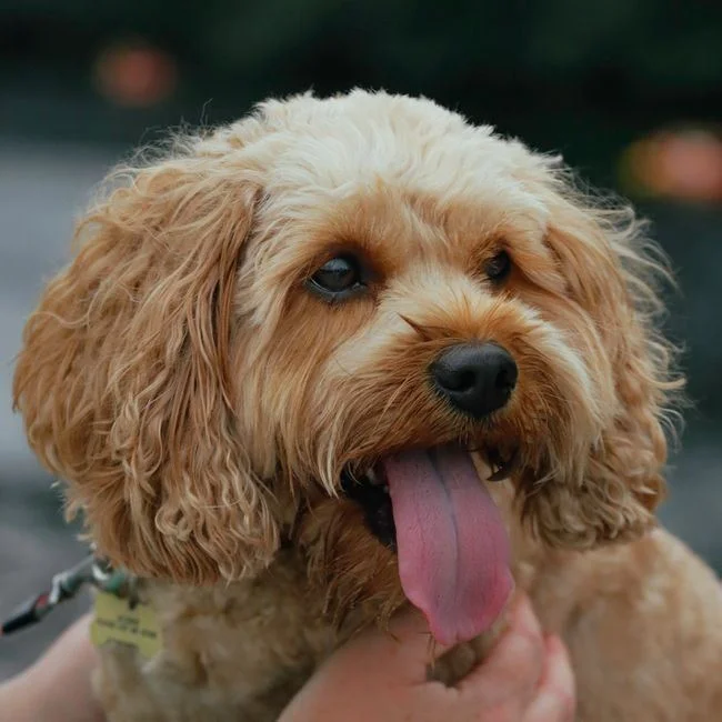 Photo of Cockapoo Puppy, a healthy Cockapoo Puppy available in Mohali