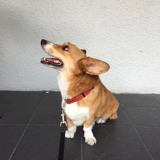 Photo of Corgi Puppy, a healthy Corgi Puppy available in Mohali