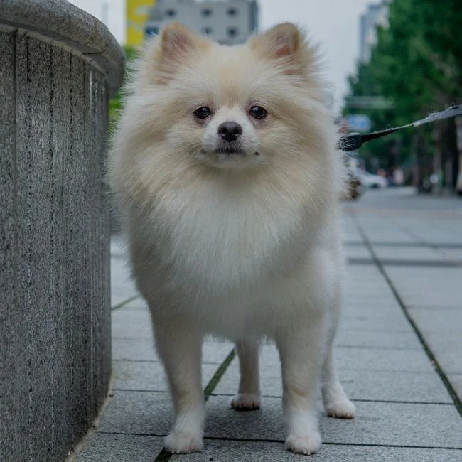 Photo of German Spitz Puppy, a healthy German Spitz Puppy available in Mohali
