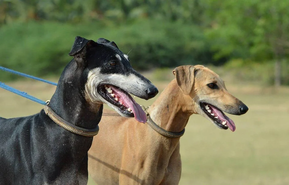 Photo of Kanni Puppy, a healthy Kanni available in Karur