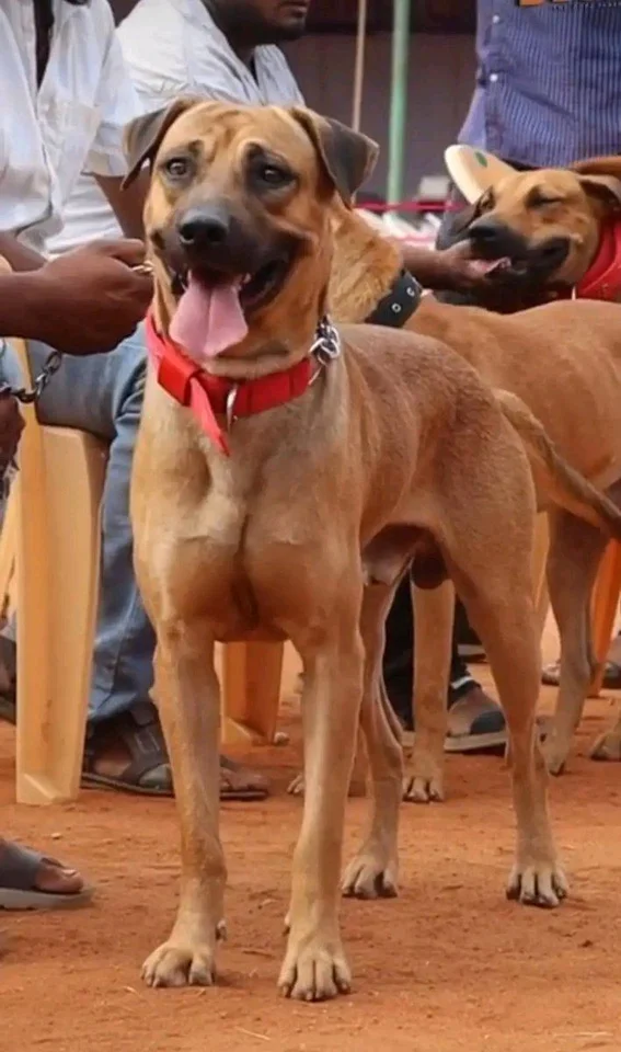 Photo of Kombai Puppy, a healthy Kombai Puppy available in Karur