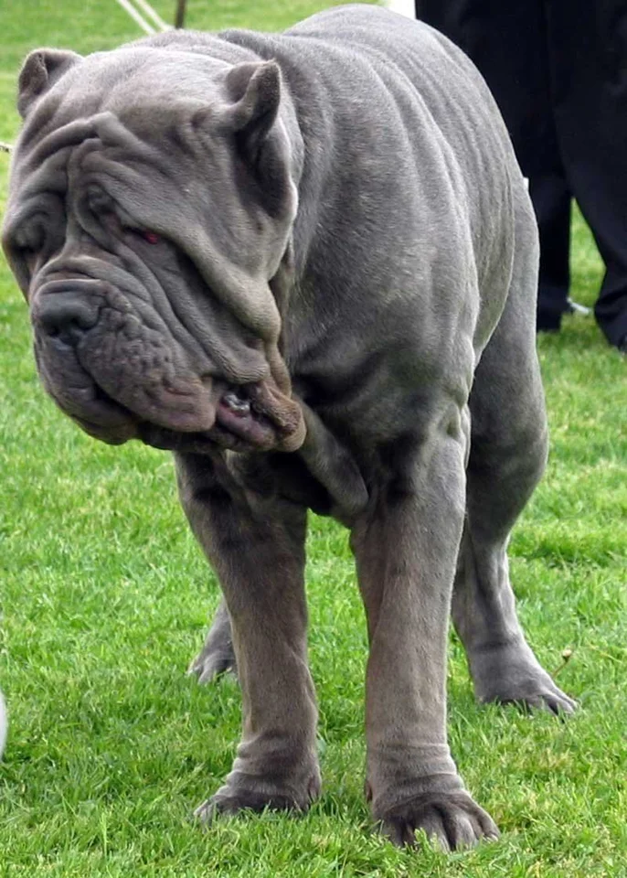 Photo of Neapolitan Mastiff Puppy, a healthy Neapolitan Mastiff available in Mohali