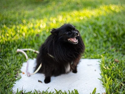 Culture Toy Pom Puppy | Black
