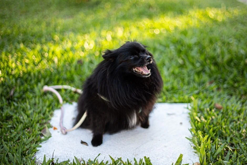 Photo of Culture Toy Pom Puppy | Black, a healthy Culture Toy Pom Puppy | Black available in Mohali