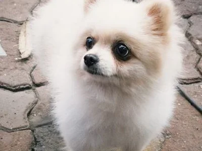 Culture Toy Pom Puppy | White