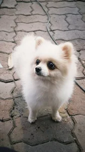 Culture Toy Pom Puppy | White