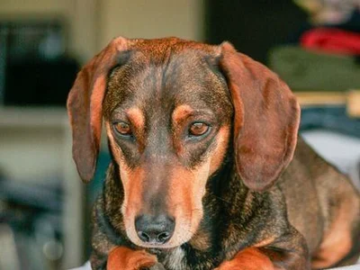 Dachshund Puppy | Brown & Tan
