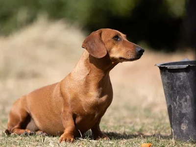Dachshund Puppy | Brown