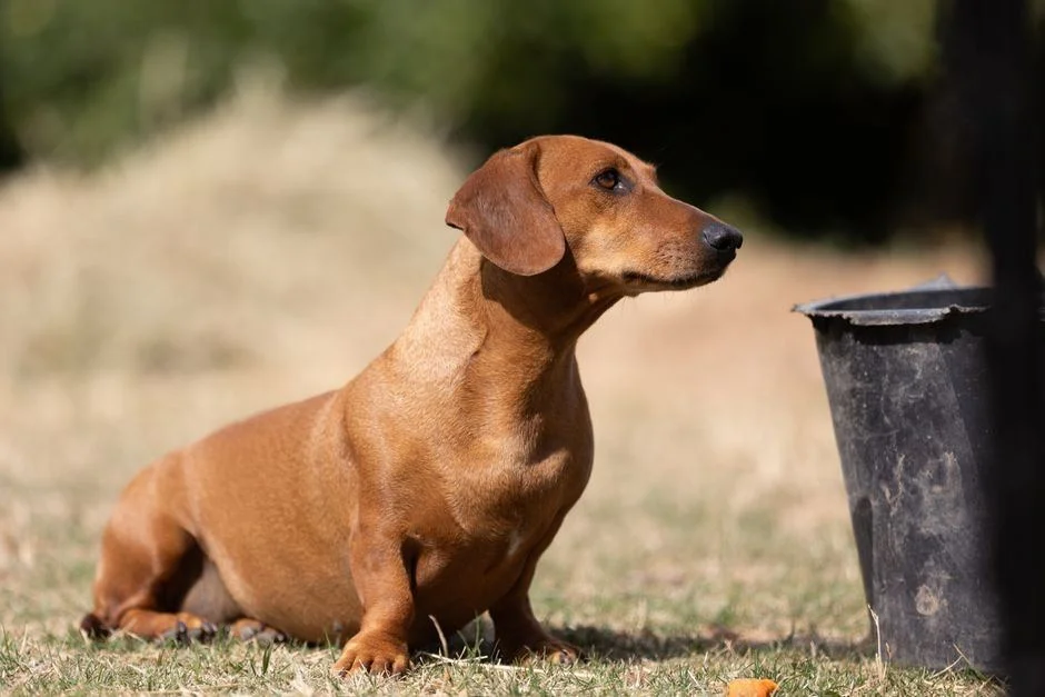 Photo of Dachshund Puppy | Brown, a healthy Dachshund Puppy | Brown available in Mohali