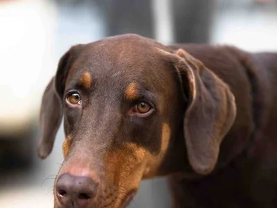 Doberman Pinscher Puppy | Brown & Tan