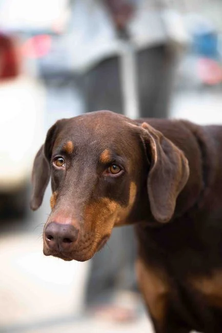 Photo of Doberman Pinscher Puppy | Brown & Tan, a healthy Doberman Pinscher Puppy | Brown & Tan available in Mohali