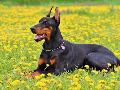 Doberman Pinscher Puppy