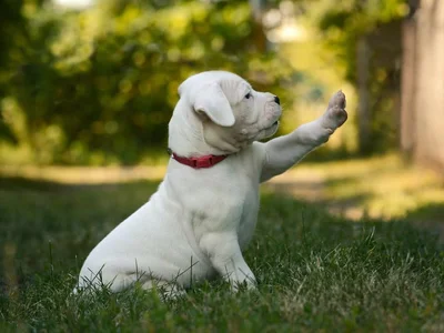 Dogo Argentino Puppy