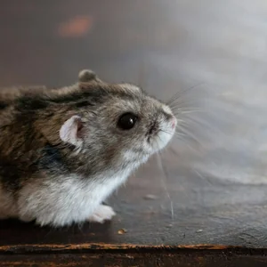 Healthy Dwarf Hamster Babies | Adults named Dwarf Hamster Babies | Adults available in Mohali