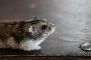 Healthy Dwarf Hamster Babies | Adults named Dwarf Hamster Babies | Adults available in Mohali