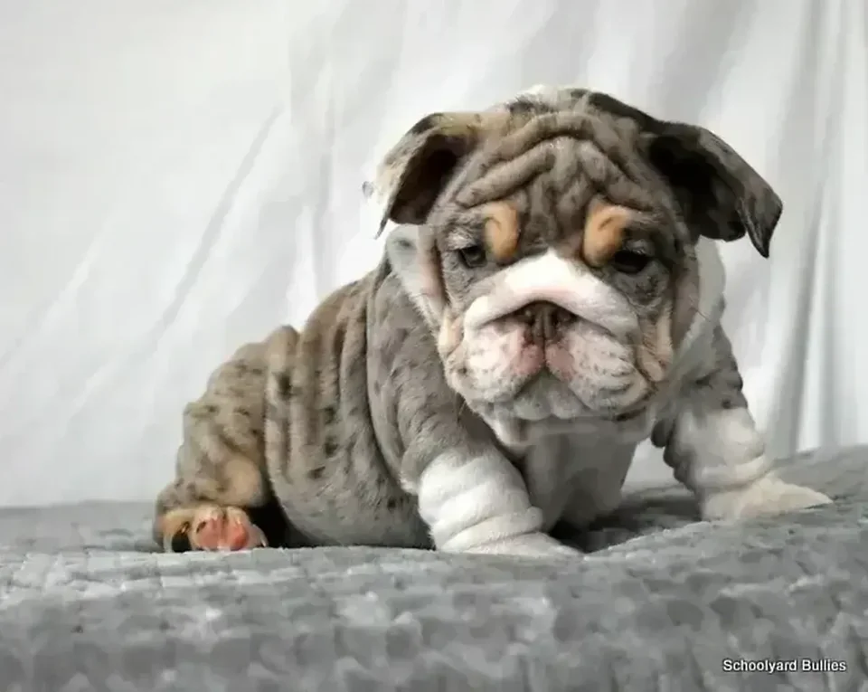 Photo of English Bull Dog Puppy, a healthy English Bull Dog Puppy available in Mohali