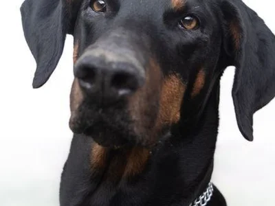 European Doberman Puppy | Black & Tan