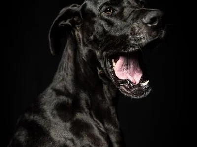 Great Dane Puppy | Black