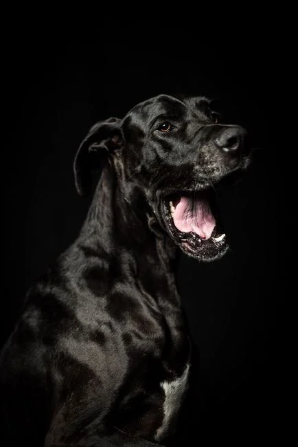 Photo of Great Dane Puppy | Black, a healthy Great Dane Puppy | Black available in Mohali