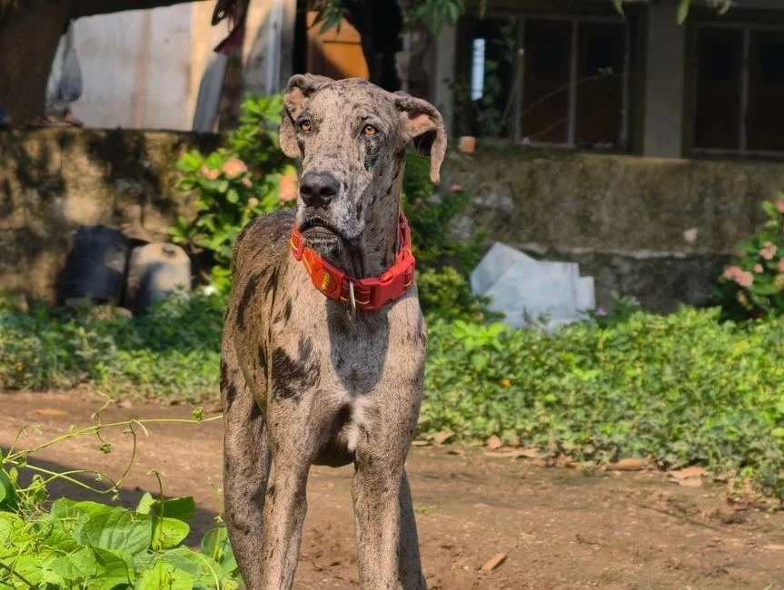 Photo of Great Dane Puppy | Brindle, a healthy Great Dane Puppy | Brindle available in Mohali