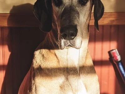 Great Dane Puppy | Fawn