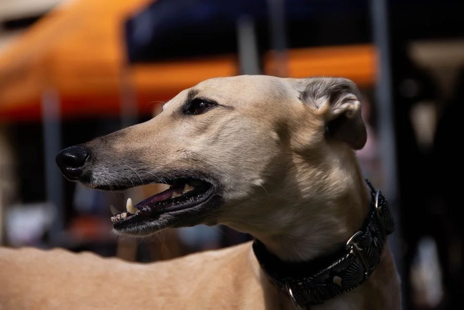 Photo of Greyhound Puppy, a healthy Greyhound Puppy available in Mohali