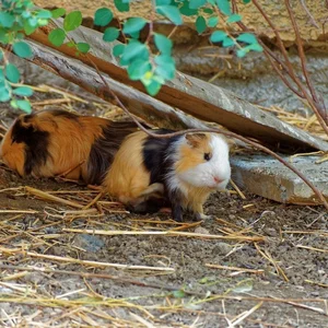 Healthy Guinea Pig Babies named Guinea Pig Babies available in Mohali