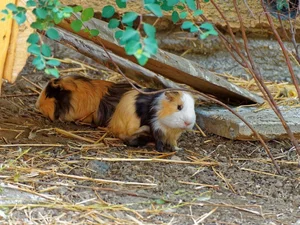Healthy Guinea Pig Babies named Guinea Pig Babies available in Mohali