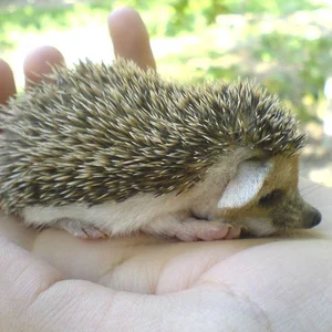 Healthy Hedgehogs Babies & Adults named Hedgehogs | Babies & Adults available in Mohali