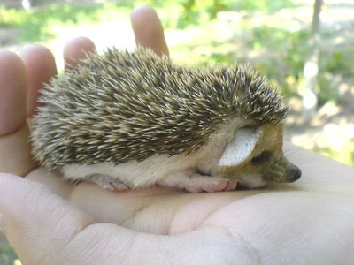 Hedgehogs | Babies & Adults