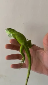 Healthy Iguana named Iguana available in Mohali