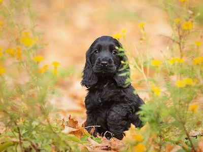 Cocker Spaniel Puppy | Black Color