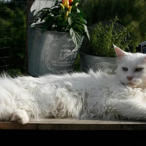 Healthy Maine Coon Kitten named Maine Coon Kitten available in Mohali