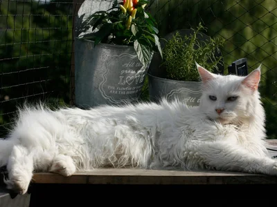 Maine Coon Kitten
