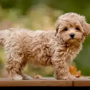Healthy Maltipoo Puppy named Maltipoo Puppy available in Mohali