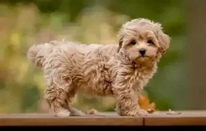 Healthy Maltipoo Puppy named Maltipoo Puppy available in Mohali