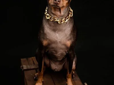 Miniature Pinscher Puppy | Brown & Tan