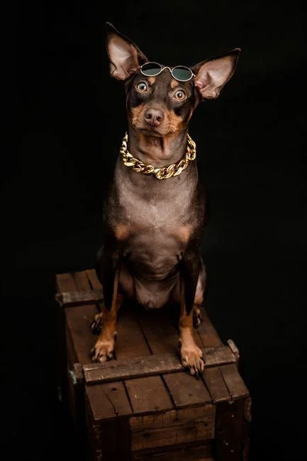 Photo of Miniature Pinscher Puppy | Brown & Tan, a healthy Miniature Pinscher Puppy | Brown & Tan available in Mohali