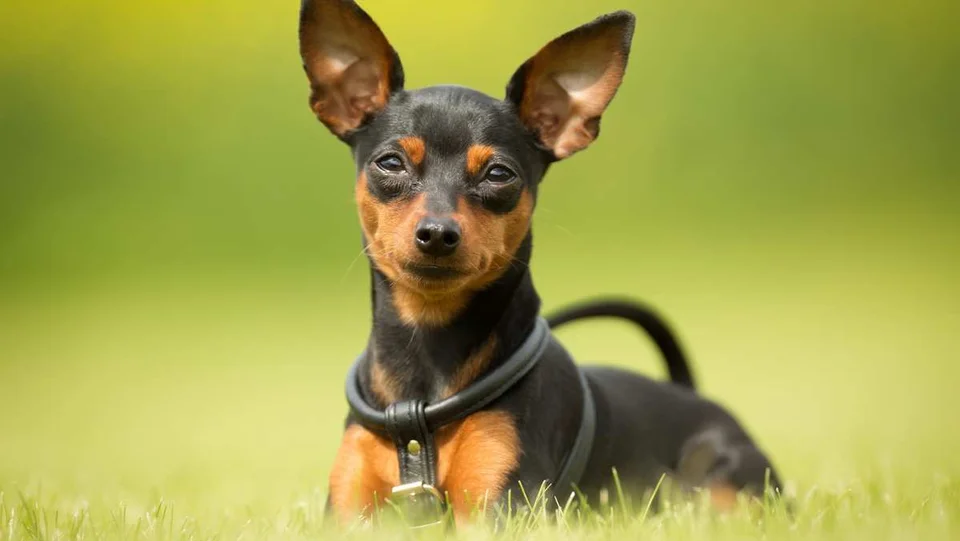 Photo of Miniature Pinscher Puppy, a healthy Miniature Pinscher Puppy available in Mohali