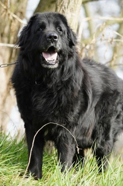 Photo of Newfoundland Puppy, a healthy Newfoundland Puppy available in Mohali