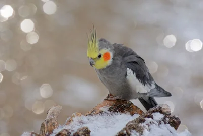 Grey Cockatiel