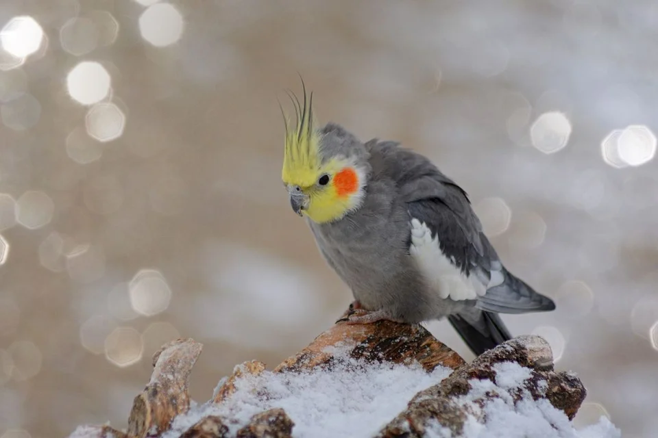 Photo of Grey Cockatiel, a healthy Cockatiel | Grey available in Gurgaon