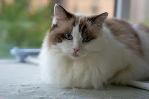 Healthy Ragdoll Kitten named Ragdoll Kitten available in Mohali