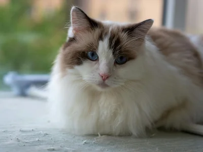 Ragdoll Kitten