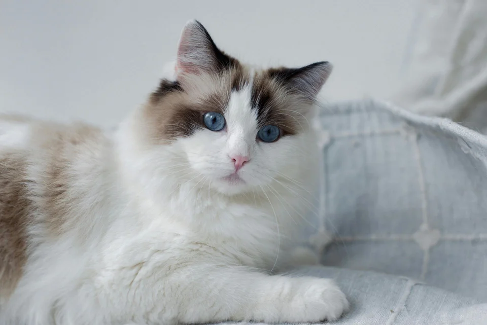 Ragdoll Kitten - Ragdoll Kitten - in MohaliRagdoll Kitten, a Ragdoll Kitten in Mohali