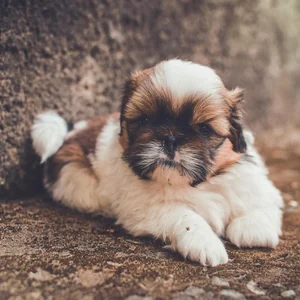 Healthy Shih Tzu | Tri Color Puppy named Shih Tzu | Tricolor available in Gurgaon