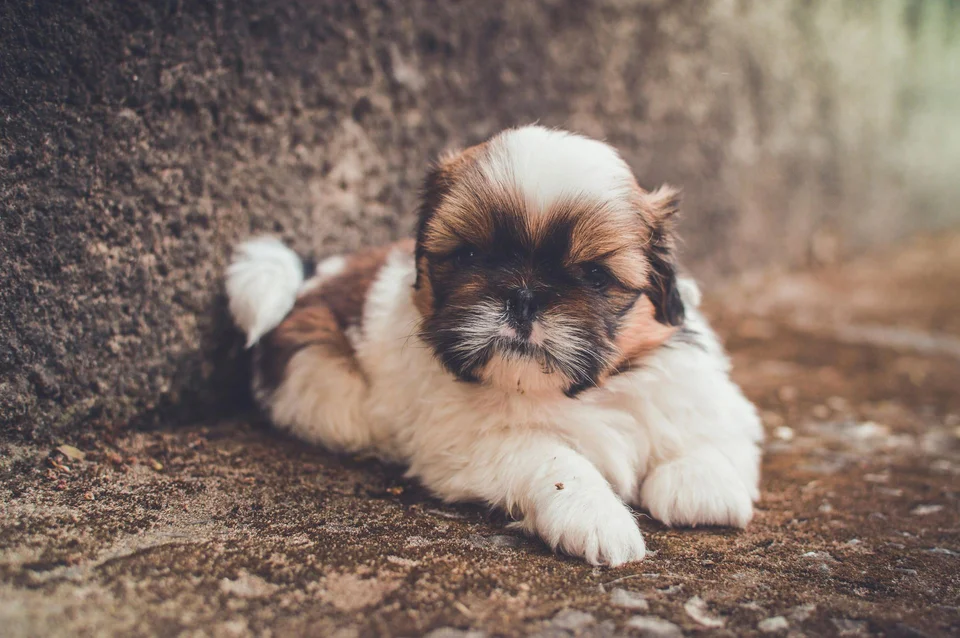 Photo of Shih Tzu | Tricolor, a healthy Shih Tzu | Tri Color Puppy available in Gurgaon