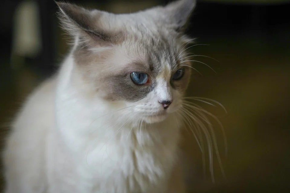 Ragdoll Kitten - Ragdoll Kitten - in MohaliRagdoll Kitten, a Ragdoll Kitten in Mohali