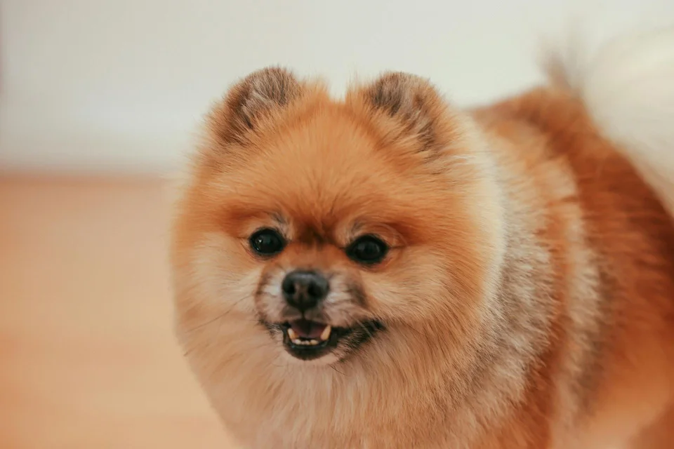 Photo of Culture Pom Puppy | Orange Color, a healthy Culture Pom Puppy | Orange Color available in Gurgaon