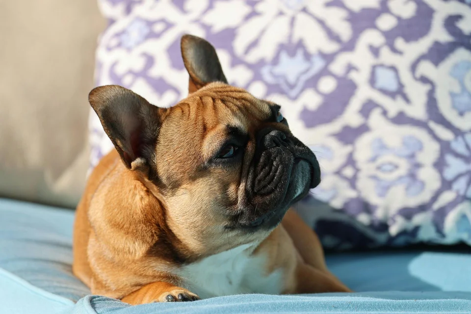 Photo of French Bulldog Puppy | Fawn, a healthy French Bulldog Puppy available in Mohali